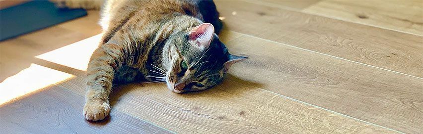 Katze auf Parkettboden